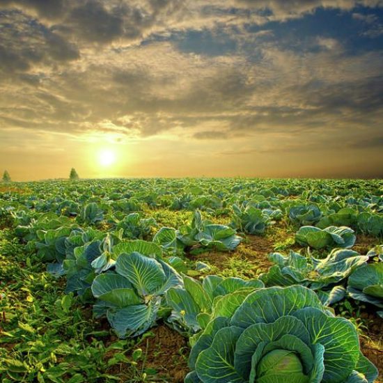 Cabbage by Phil Koch