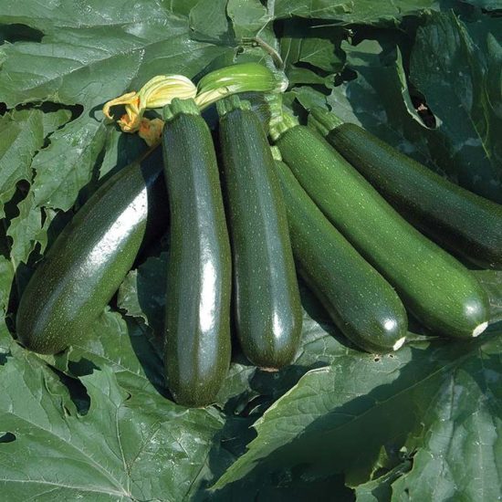 Squash Reward F1 Seed - FILM COATED _ 250 seeds _ TREATED