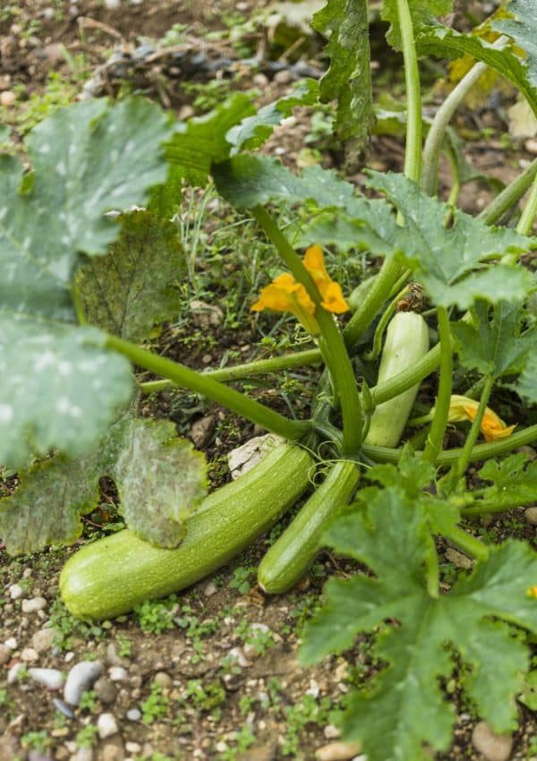 zucchinis-scaled-rfig58s9x4bx59y79rfcfdejwbgfmef9suc6b3jsqc